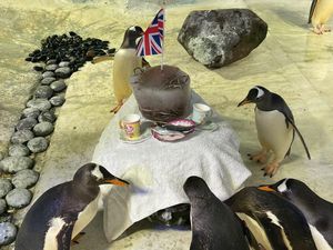 Supporting image for story: Sea Life Centre Birmingham throws penguin party to celebrate Jubilee
