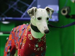 Supporting image for story: These rescue dogs are helping the gaming industry create more realistic animations