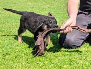 PD Maya is already demonstrating top skills as a police puppy