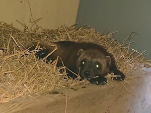Supporting image for story: Dudley Zoo welcomes a wolverine in 85 year first for the attraction 