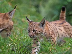 Supporting image for story: Everything you need to know about the move to reintroduce lynx to the British countryside