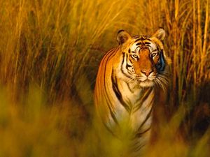 Supporting image for story: World Wildlife Day: 6 big cats facing threats
