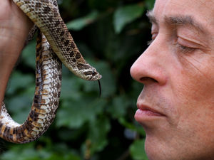 Supporting image for story: Venomous snake discovered on Kinver Edge by animal worker