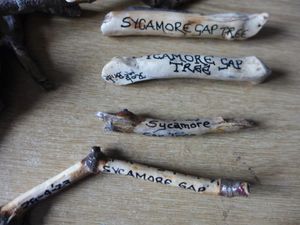 Twigs from the Sycamore Gap. Picture: Rob McBride