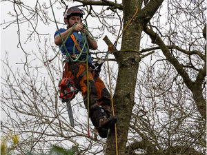 Roger Walford    -    The Tree Surgeon