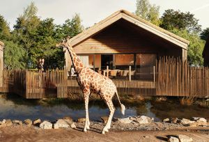 The Reserve at Chester Zoo - View of Giraffe Lodge