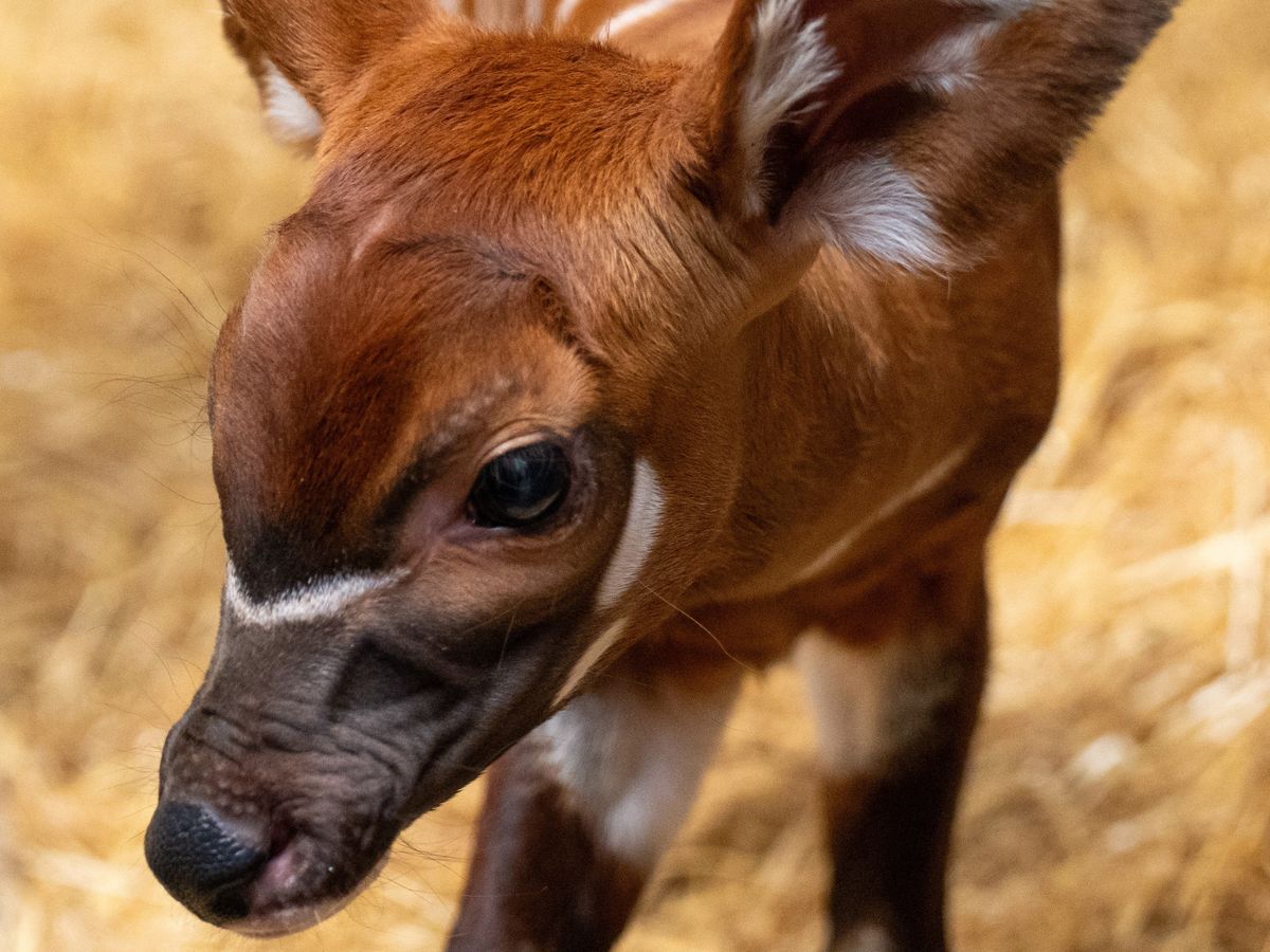 Birth of rare female eastern mountain bongo &lsquo;significant milestone&rsquo; for species
