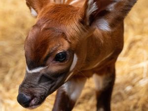 Supporting image for story: Birth of rare female eastern mountain bongo ‘significant milestone’ for species