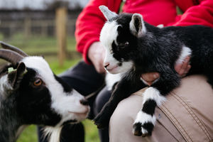 In Picture: The baby goats with their Mother, Frankie