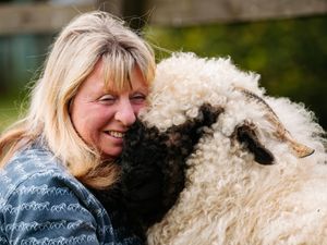 Supporting image for story: Shropshire homestead welcomes three more of the 'world's cutest sheep'