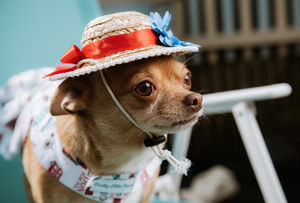 Princess Paris in a bonnet