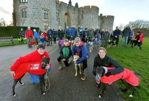 A recent winter walk organised by Hector's Greyhound Rescue