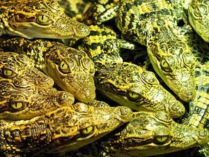 Supporting image for story: Near-extinct crocodile species returns from brink in Cambodia