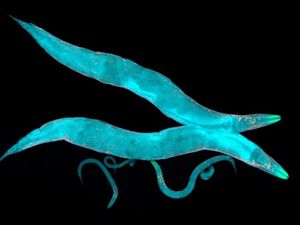 Supporting image for story: Hundreds of worms are set to fly to space in the name of science