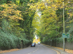 Supporting image for story: Overhanging trees at The Rock, Tettenhall, to get the chop