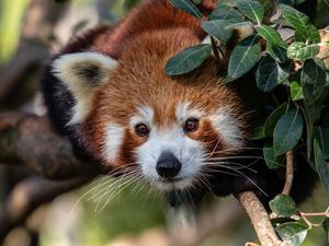 Supporting image for story: Zoo in Sydney welcomes red panda triplets for the first time