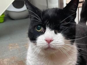 Supporting image for story: One-eyed cat Gabriel who is an 'absolute sweetheart' looking for forever home