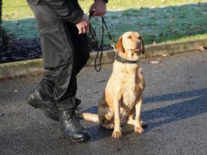 Supporting image for story: New drug detection dogs to be used on railway network