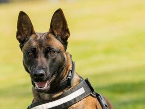 Supporting image for story: WATCH: Police dog chases down fleeing driver desperate to escape arrest