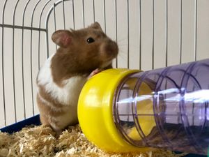 Supporting image for story: Hamster cruelly dumped in park now being cared for in Walsall