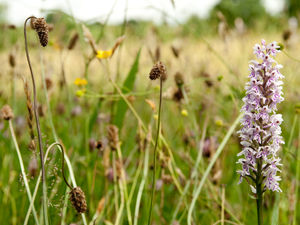 Supporting image for story: Survey launched on public feelings over beauty spot