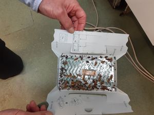 Officers discovered a cockroach infestation at the shop. Photo: Walsall Council