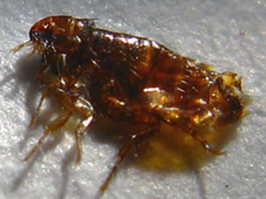 Supporting image for story: Warm autumn is blamed for increase in fleas