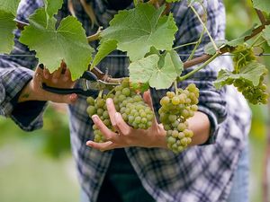Supporting image for story: Ten rich, ripe and fruity vineyards in and around the West Midlands, Staffordshire and Shropshire where you'll find awesome English wine