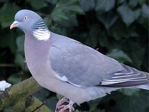 Supporting image for story: All you need to know about the ‘is this a pigeon’ meme taking over the internet