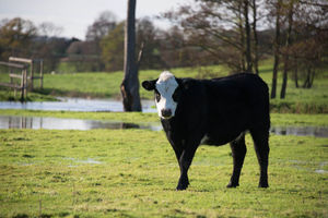 Cow stood in a flood plain at Fordhall Organic Farm.