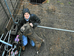 Supporting image for story: Pet Staffie swallowed by old mineshaft in Willenhall