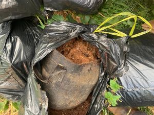 Supporting image for story: Appeal for witnesses after bags containing dozens of cannabis plants dumped