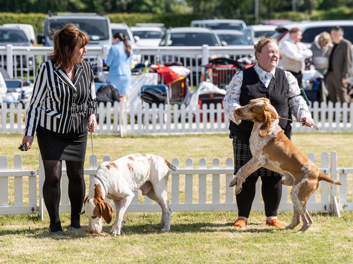 15 fun-filled photos from the Birmingham National Dog Show 2025