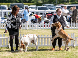 Birmingham National Dog Show 2025. Photo: Ian Knight/Z70 Photography