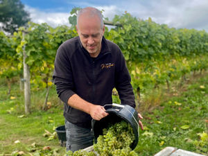 Supporting image for story: Bumper crop of grapes at vineyard thanks to volunteer pickers