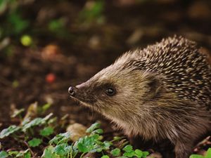 Supporting image for story: Peter Rhodes on offensive words, jobs for the ladies and the siege you've probably never heard of