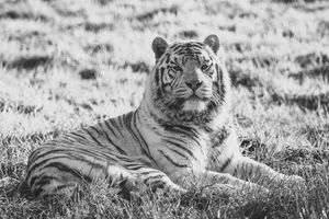 West Midlands Safari Park has announced the death of a "beloved" 18-year-old white tiger. Photo: West Midlands Safari Park