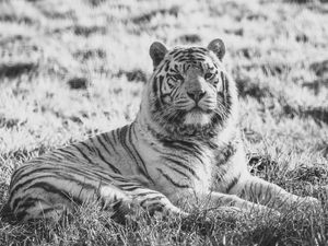 Supporting image for story: 'Thoughts are with everyone who got to work with this gorgeous lad' - West Midlands Safari Park announce death of a "beloved" 18-year-old white tiger