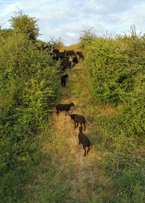 The Soay/Hebridean cross-breed on the hillfort