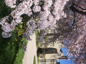 The Yoshino Cherry Tree at the National Trust’s Benthall Hall (near Broseley in Shropshire)