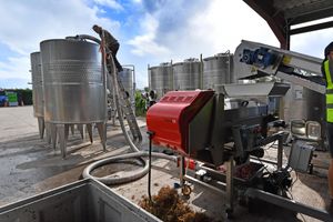 Harvest time at Halfpenny Green Wine Estate