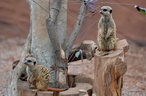 The ever-popular meerkats