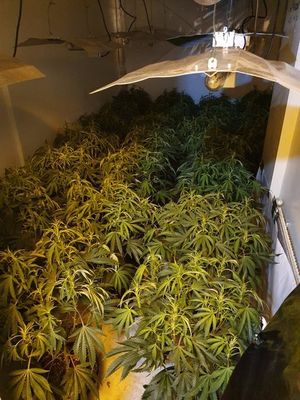 The cannabis grow found in Walsall Road, West Bromwich. Photo: West Bromwich Police @WestBromwichWMP