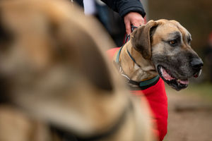 A Great Dane arrives at the Birmingham National Exhibition Centre (NEC) for the third day of the Crufts Dog Show. PA Photo. Issue date: Saturday March 7, 2020. See PA story ANIMALS Crufts. Photo credit should read: Jacob King/PA Wire.