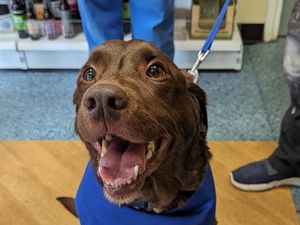 Supporting image for story: Dog rings end-of-treatment bell at a Black Country vets after completing his chemotherapy