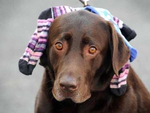Supporting image for story: Op is ruff justice for sock swallowing dog