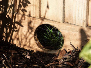 Supporting image for story: Hedgehogs highways put creatures on road to recovery