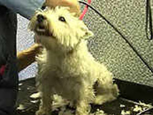 Supporting image for story: Perfect pampering for pooches