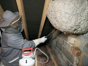 Supporting image for story: It's a sting! Pest and nest removal fees on the way to Cannock Chase