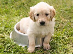 Supporting image for story: How hot is too hot to walk your dog in Shropshire? Live 'furcast' offers answers